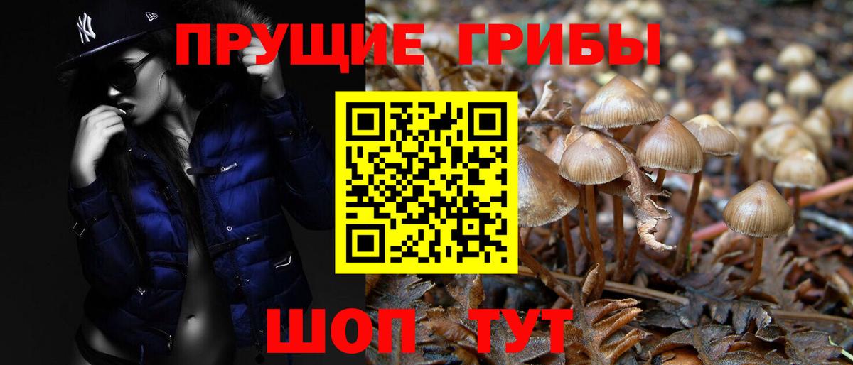 Асино  Псилоцибиновые грибы Psilocybine cubensis  Вход с VPN 